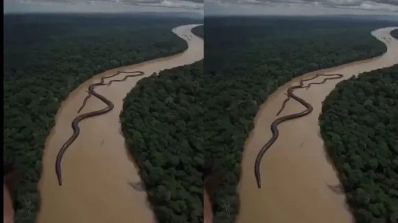 viral snakes video