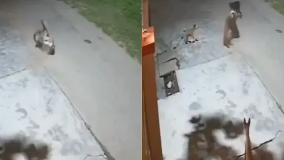 leopard attacks dog