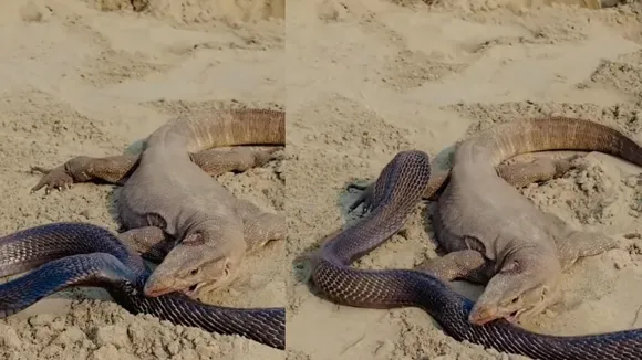 snake and a monitor lizard