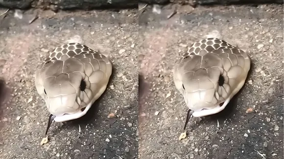 sriakta snake video