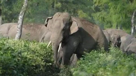 elephant