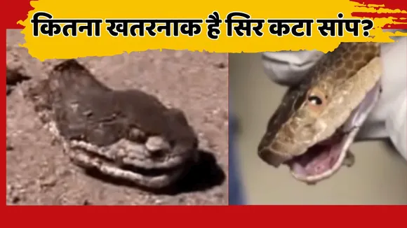 Snake Cut Head Bite
