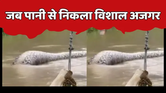 Giant Python big snake video viral
