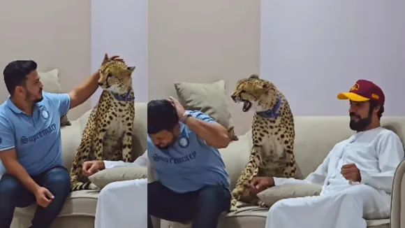 viral video cheetah