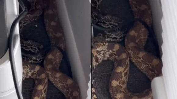 snake videos