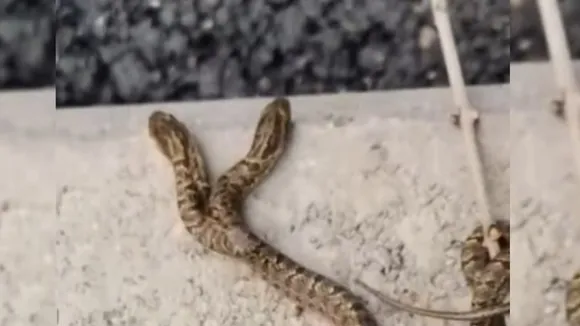 two head snake video