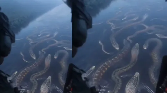 Anaconda River viral video