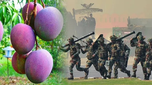 Miyazaki mangoes