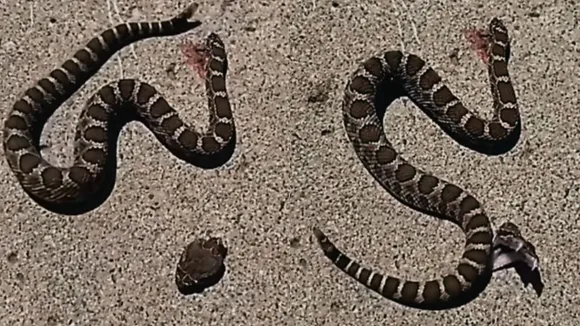 headless snake video