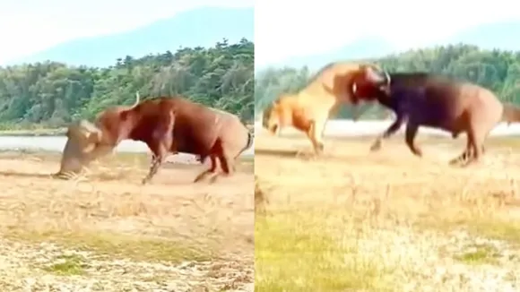 Buffalo attacked lion viral video