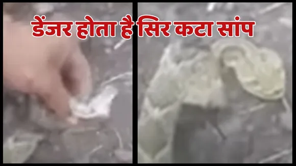 Snake Cut Head Viral