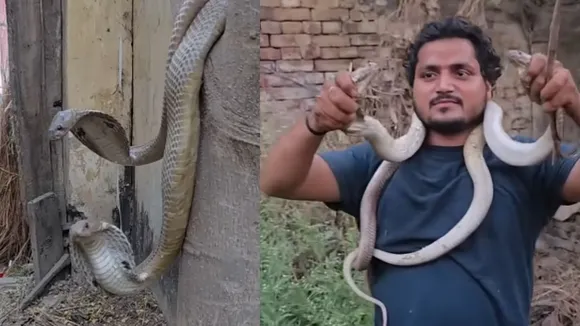 viral cobra video wildlife