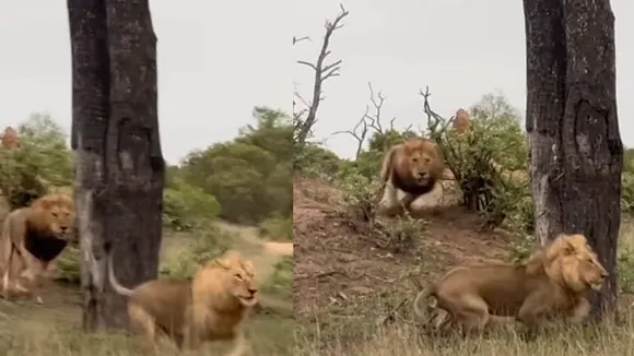 lion attack videos