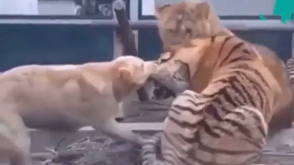VIRAL VIDEO of a dog who fights against Tiger and Lion alone