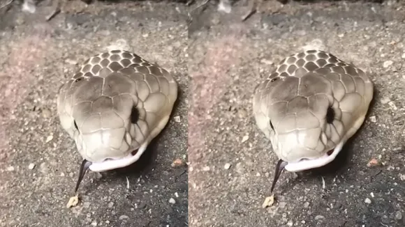 snake video viral on social media