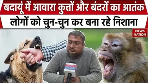 Badaun dog and monkey bite cases