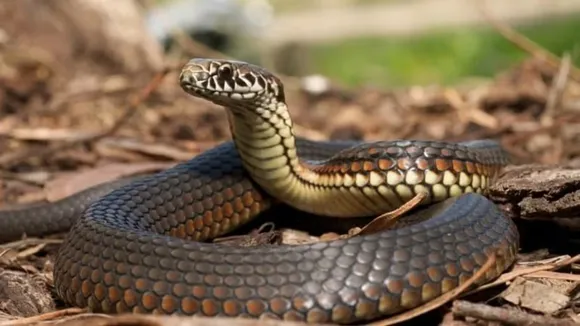 Sonbhadra Snake bites woman