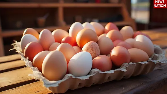 Egg