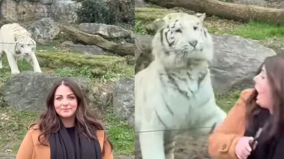 tiger attack video virals