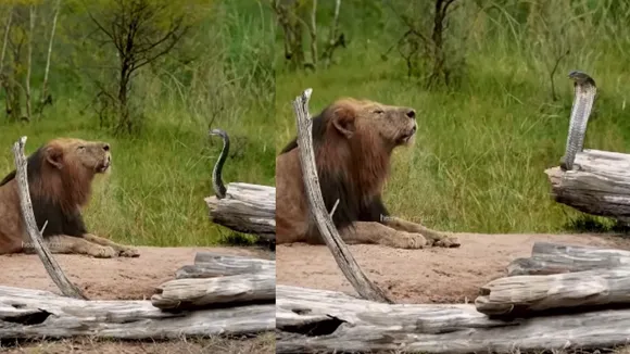 Viral cobra lions video