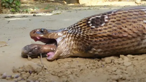 viral cobra video attack