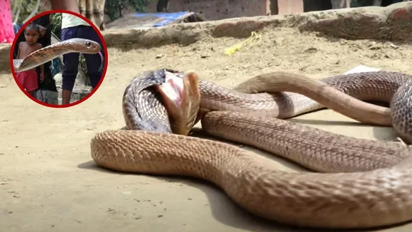 cobra fight video male female