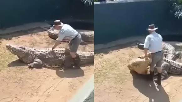 crocodile attack news