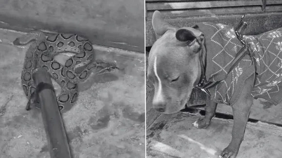 Doggy in meerut fight with Poisonous Snake see Video 