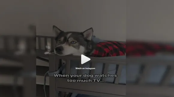 Viral husky reaction