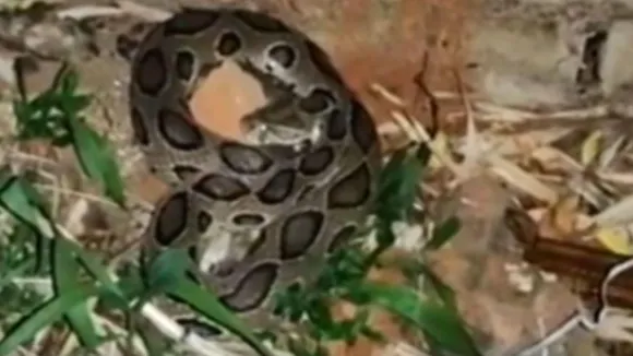 Russel Viper Snake Found in Kobra