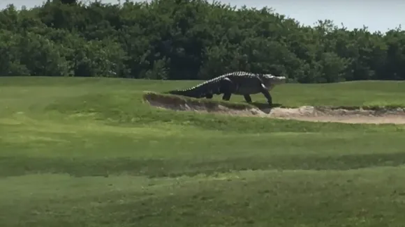 viral crocodile video florida