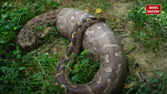 _Python swallows viral video