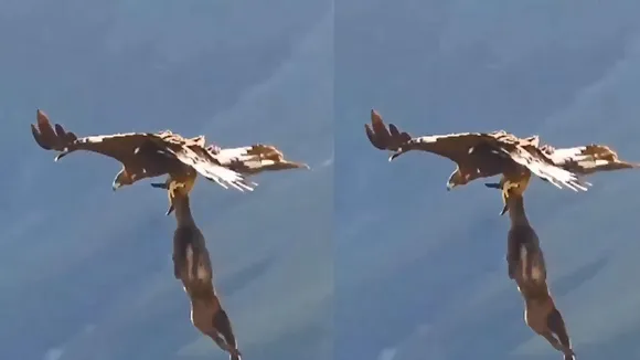 viral video egle hunt goat