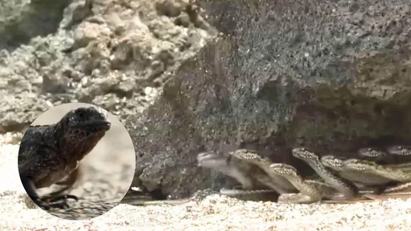 viral news snakes attack