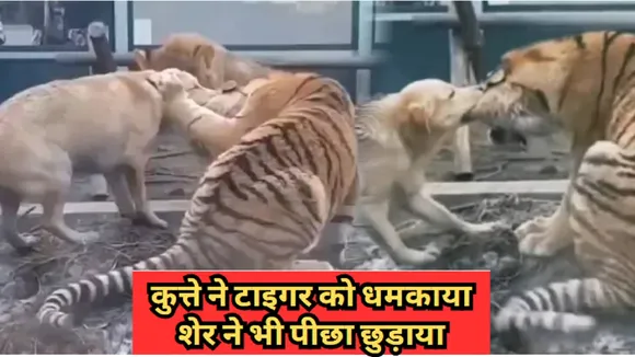 lion and tiger fight