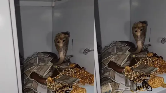 viral cobra video trending
