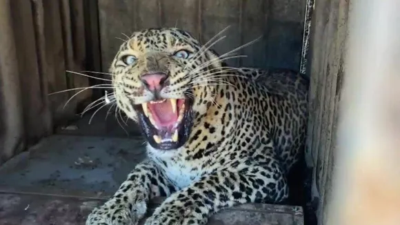 leopard 