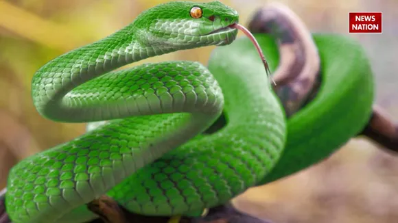SNAKE FACTS NEWS
