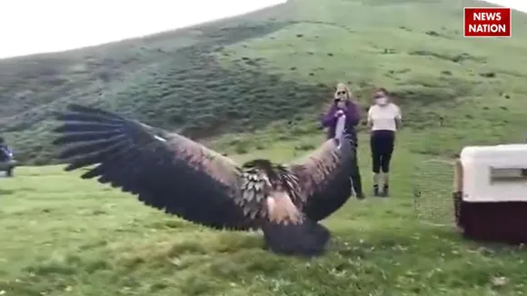 viral video vulture