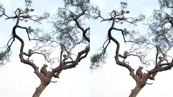 Viral video monkey and tendua