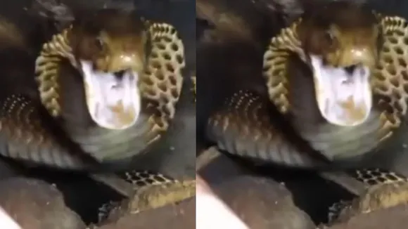 VIRAL COBRA VIDEO ON SOCIAL MEDIA