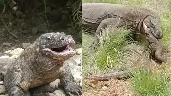 Komodo Dragon VIRAL VIDEO