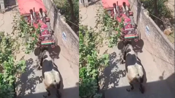 Viral attack bull video
