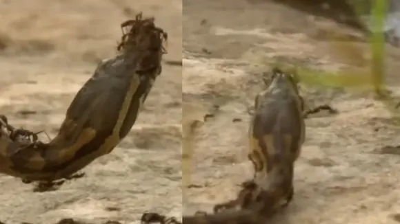ants viral python
