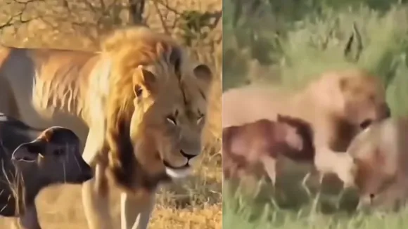 viral calf video saved