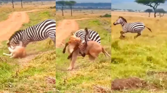 Zebra and Lion Fight