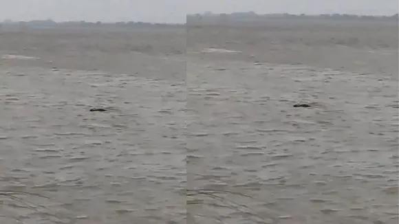 viral video crocodile news