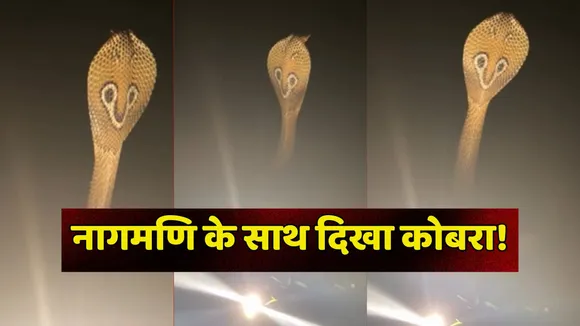 Naagmani Snake Video Viral