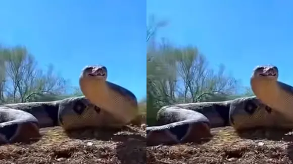 Titanoboa Snake