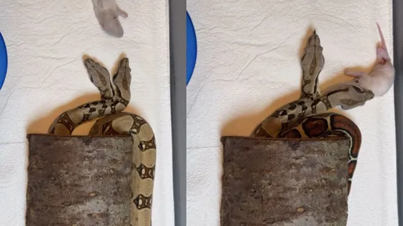 two headed snakes